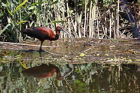 Glossy Ibis  Geotagged,Glossy Ibis,Plegadis falcinellus,Romania,Summer