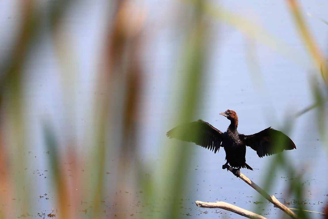 Pygmy Cormorant  Geotagged,Microcarbo pygmeus,Pygmy cormorant,Romania,Summer
