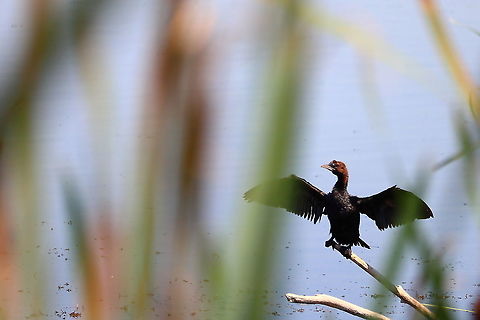 Pygmy Cormorant  Geotagged,Microcarbo pygmeus,Pygmy cormorant,Romania,Summer