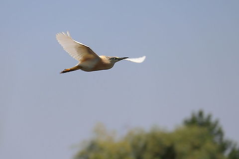 Squacco Heron  Ardeola ralloides,Geotagged,Romania,Squacco Heron,Summer