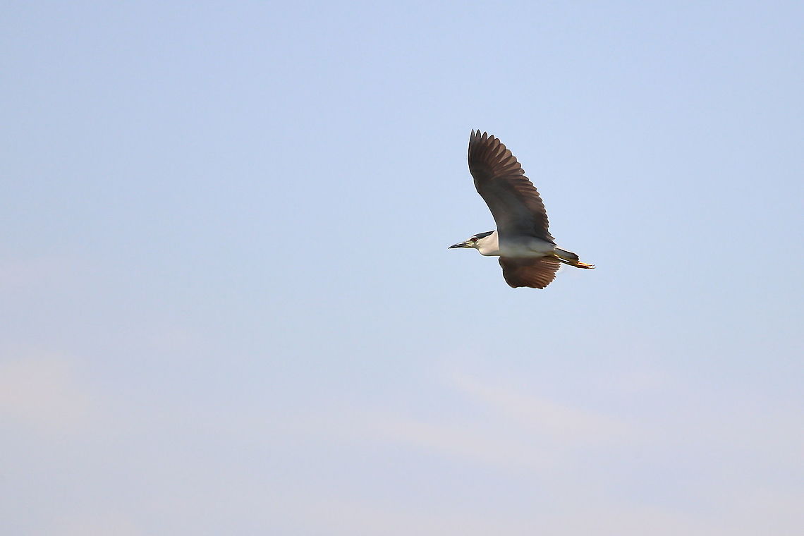 Black-crowned Night Heron  Black-crowned night heron,Geotagged,Nycticorax nycticorax,Romania,Summer