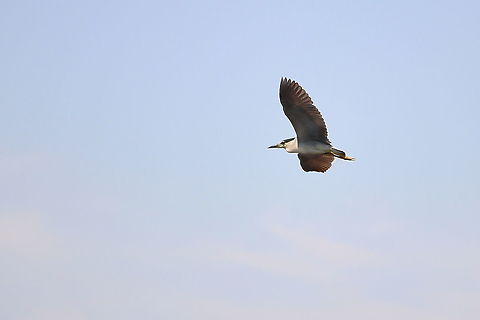 Black-crowned Night Heron  Black-crowned night heron,Geotagged,Nycticorax nycticorax,Romania,Summer