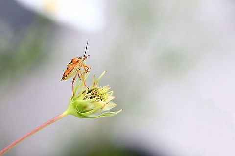Shield Bug  Carpocoris mediterraneus,Geotagged,Romania,Summer