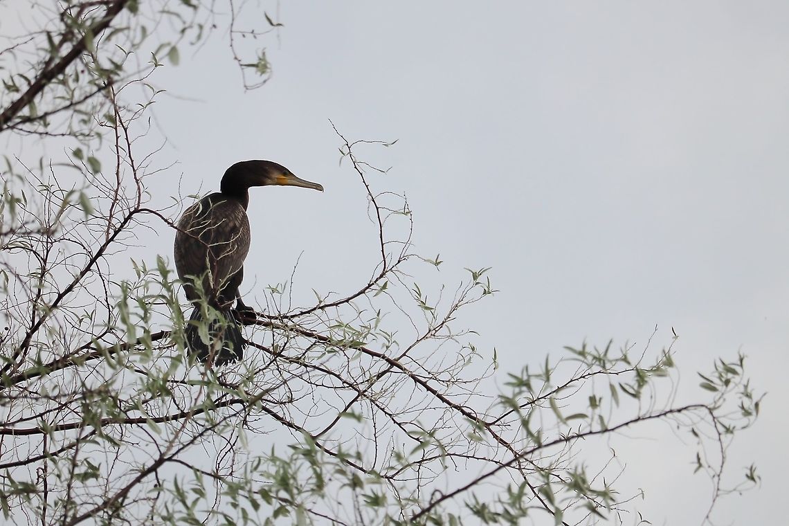 Great Cormorant  Geotagged,Great Cormorant,Phalacrocorax carbo,Romania
