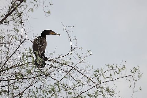 Great Cormorant  Geotagged,Great Cormorant,Phalacrocorax carbo,Romania