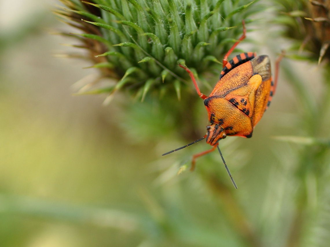 Orange shield bug - Carpocoris mediterraneus I think this is some sort of shield bug... Carpocoris mediterraneus,Geotagged,Romania