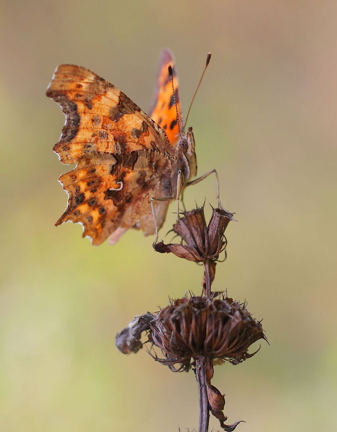 Comma on dry plant  Comma,Geotagged,Polygonia c-album,Romania