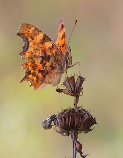 Comma on dry plant  Comma,Geotagged,Polygonia c-album,Romania