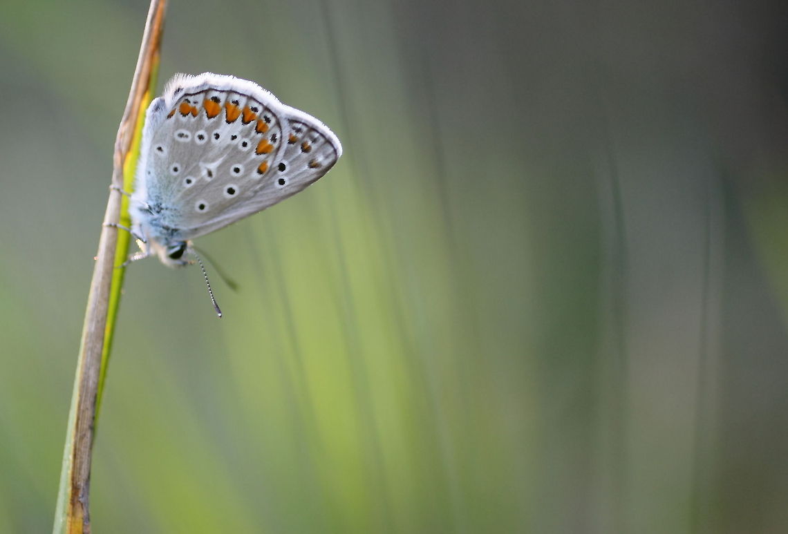 Common Blue macro  Common Blue,Geotagged,Polyommatus icarus,Romania