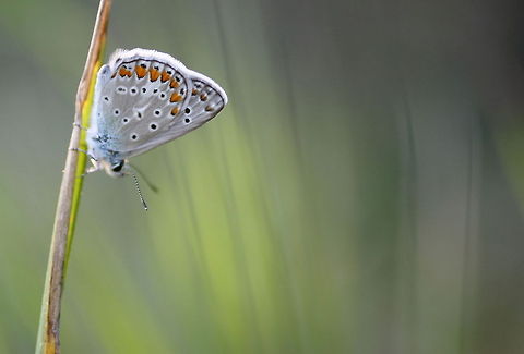 Common Blue macro  Common Blue,Geotagged,Polyommatus icarus,Romania