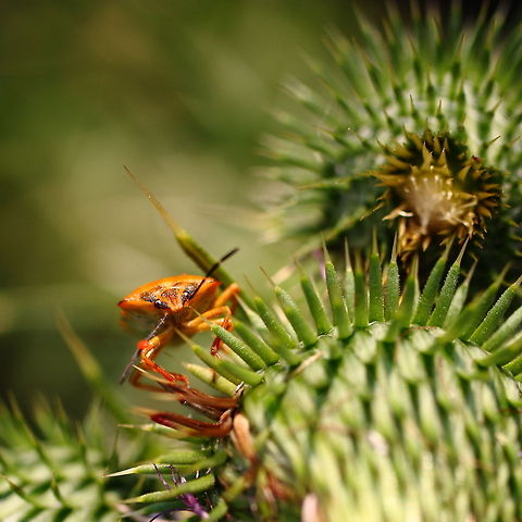 I'm Comin' at You, Bro!  Carpocoris mediterraneus,Geotagged,Romania