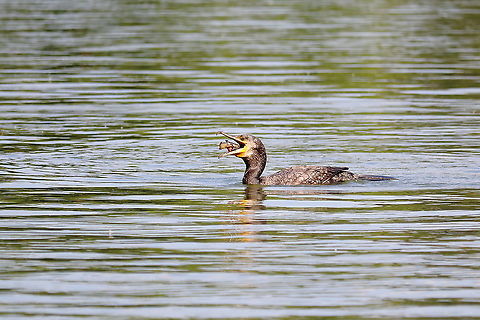 Great Cormorant  Geotagged,Great Cormorant,Phalacrocorax carbo,Romania,Spring
