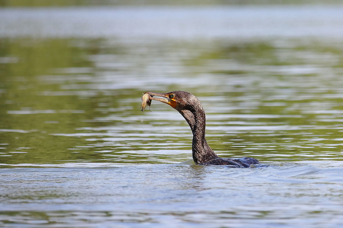 Great Cormorant  Geotagged,Great Cormorant,Phalacrocorax carbo,Romania,Spring