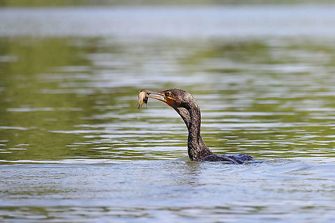 Great Cormorant  Geotagged,Great Cormorant,Phalacrocorax carbo,Romania,Spring