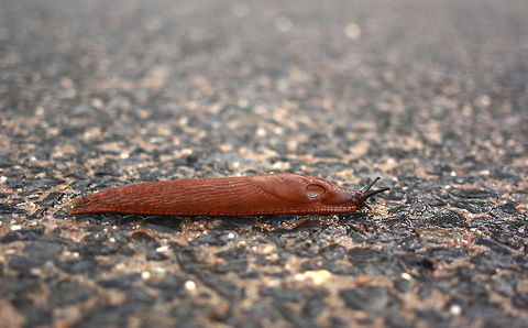 Red Slug  Arion rufus,Geotagged,Germany,Red slug