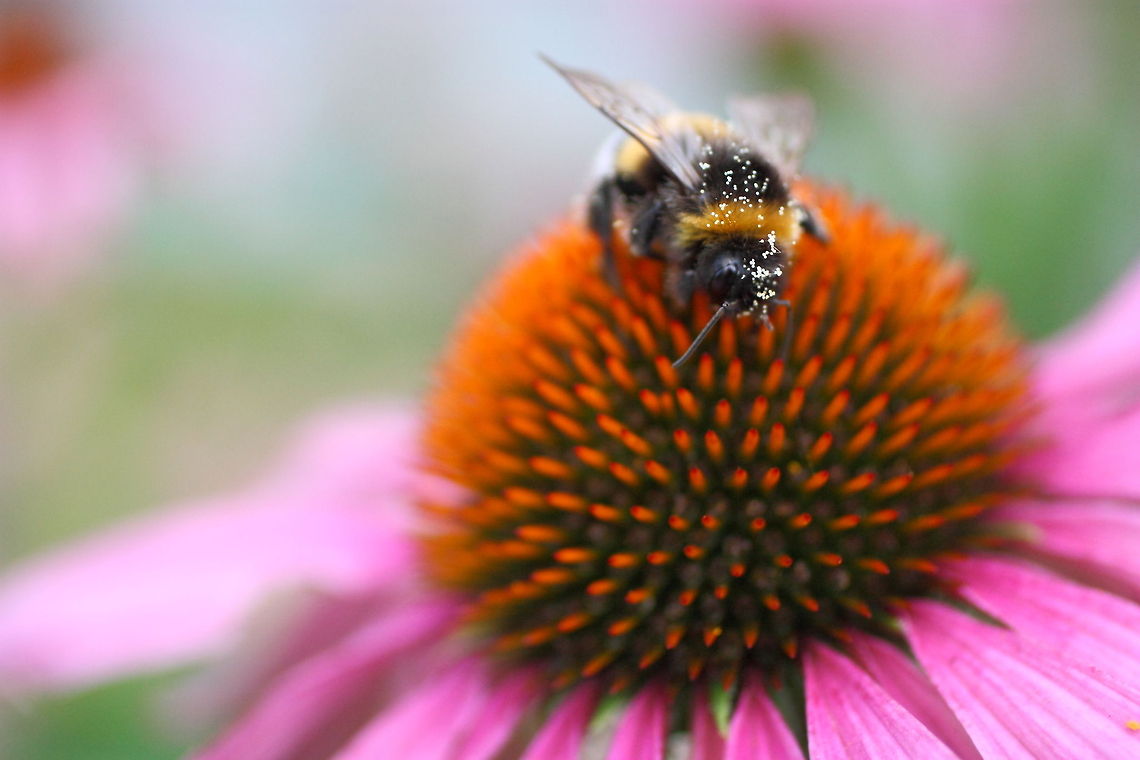Bumblebee  Bombus pratorum,Bombus terrestris,Early bumblebee,Geotagged,Germany