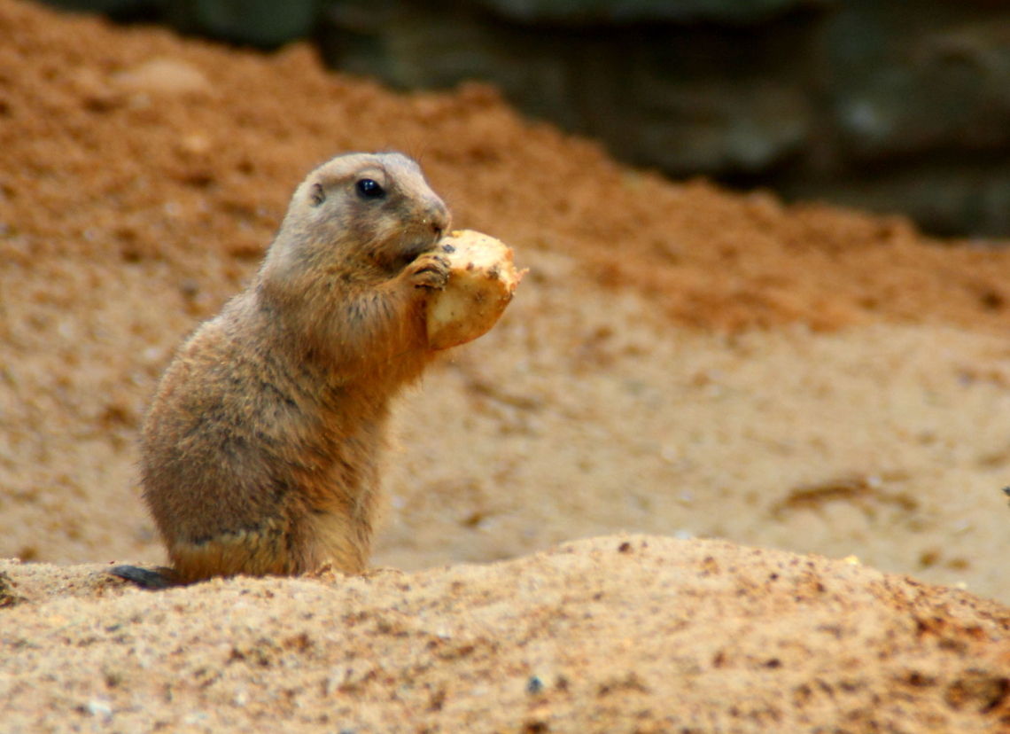 The Eater  Black-tailed prairie dog,Cynomys ludovicianus