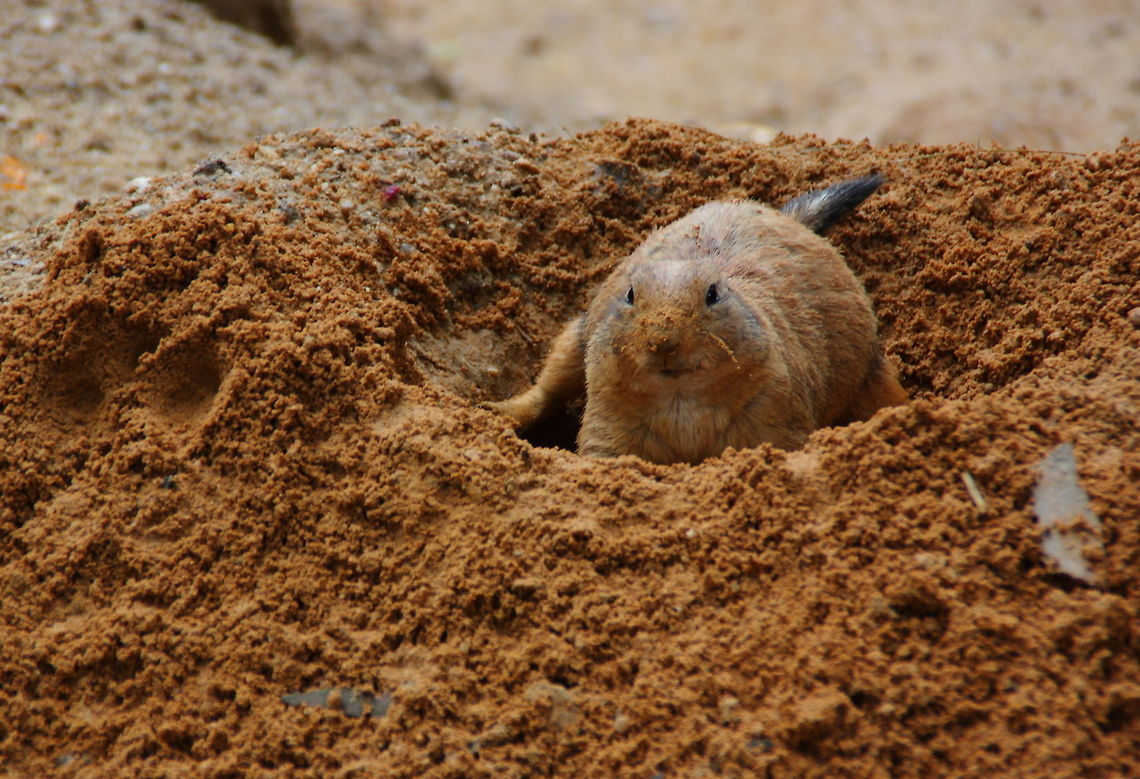 The Digger  Black-tailed prairie dog,Cynomys ludovicianus