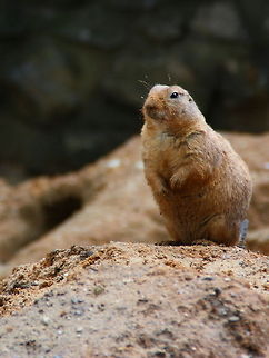 The Watcher  Black-tailed prairie dog,Cynomys ludovicianus