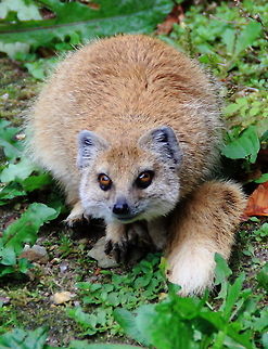 Mongoose  Cynictis penicillata,Yellow Mongoose
