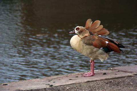 The Egyptian Goose  Alopochen aegyptiacus,Egyptian Goose,Geotagged,Germany