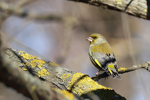 European Greenfinch  Chloris chloris,European Greenfinch,Geotagged,Romania,Winter