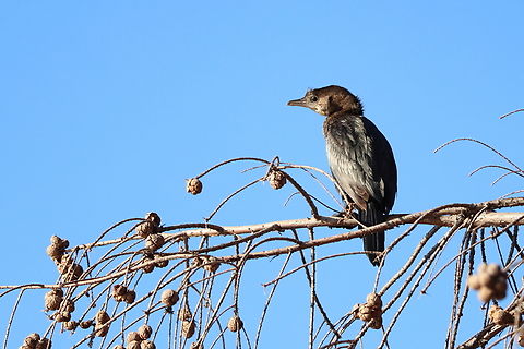 Pygmy Cormorant  Geotagged,Microcarbo pygmeus,Pygmy cormorant,Romania,Winter