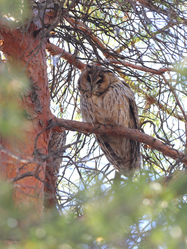 Long-eared Owl  Asio otus,Geotagged,Long-eared Owl,Romania,Winter