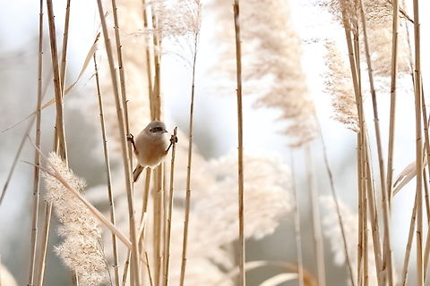 Eurasian Penduline Tit  Eurasian penduline tit,Geotagged,Remiz pendulinus,Romania,Winter