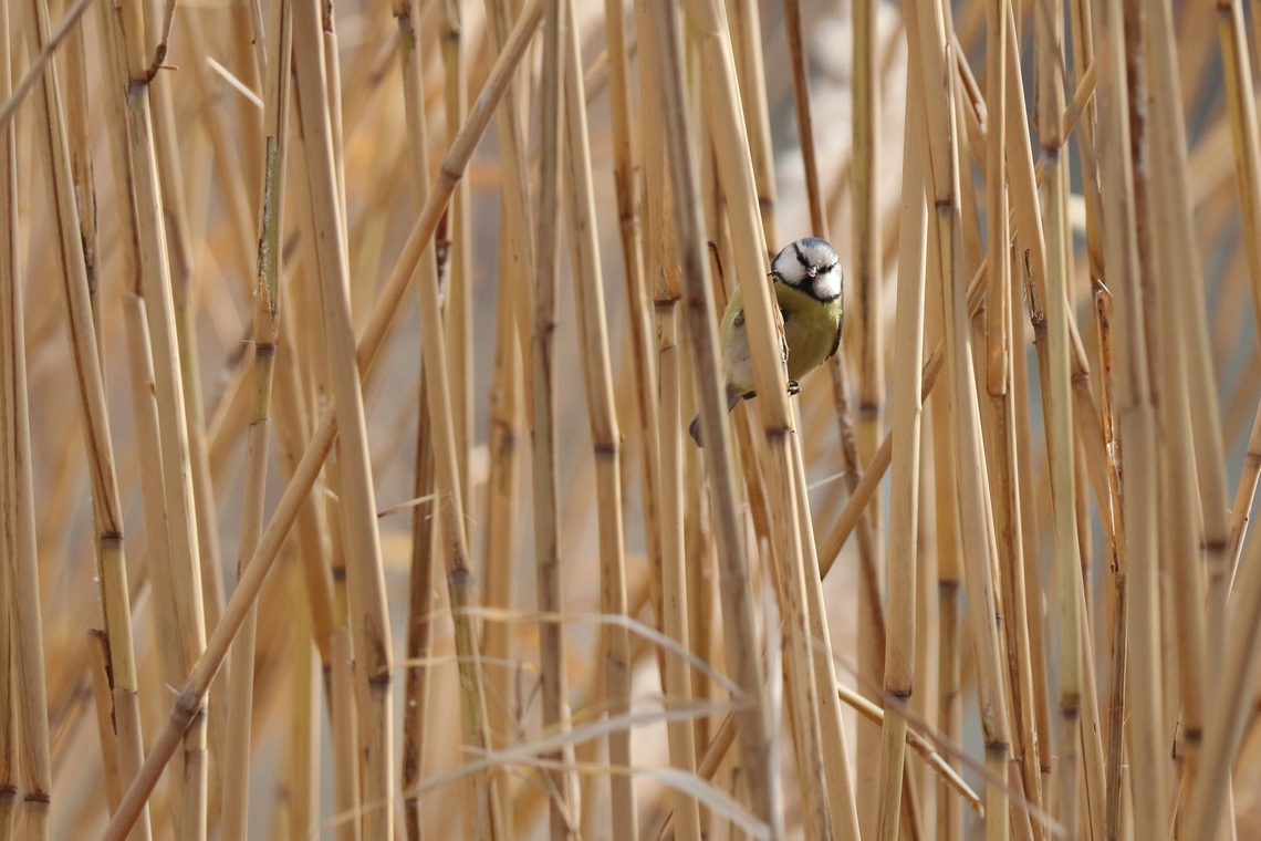 Eurasian Blue Tit  Cyanistes caeruleus,Eurasion blue tit,Geotagged,Romania,Winter