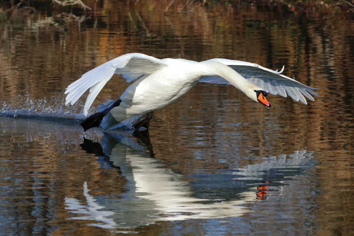 Mute Swan  Cygnus olor,Geotagged,Mute swan,Romania,Winter