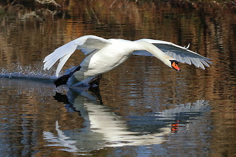 Mute Swan  Cygnus olor,Geotagged,Mute swan,Romania,Winter