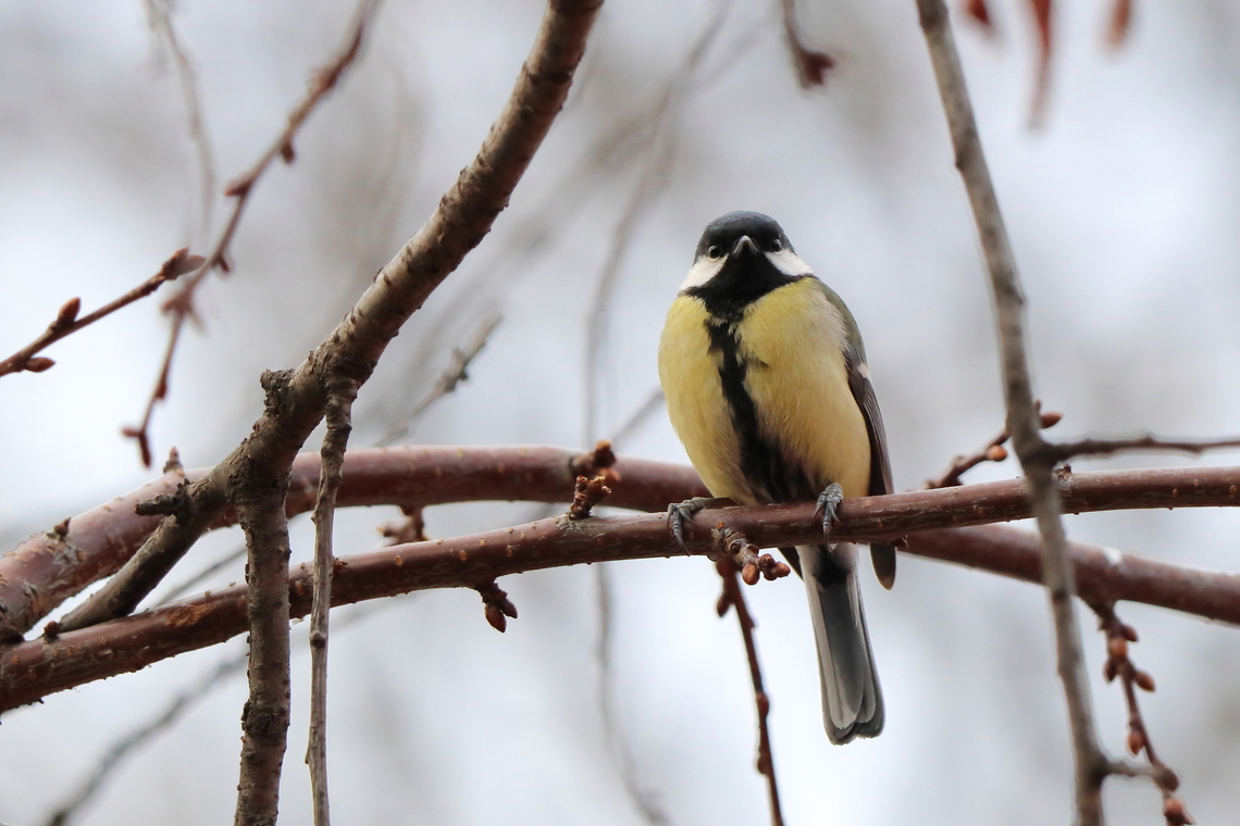 Great Tit  Geotagged,Great Tit,Parus major,Romania,Winter