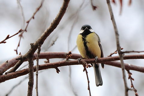 Great Tit  Geotagged,Great Tit,Parus major,Romania,Winter