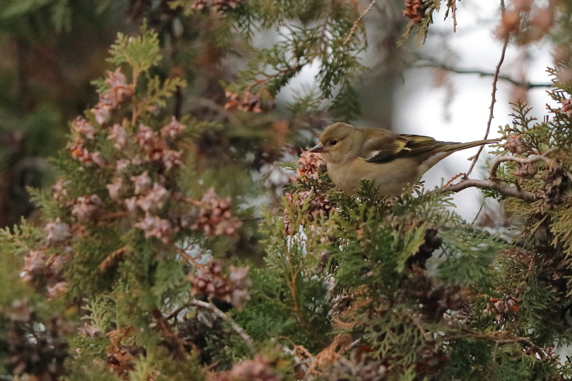 Common Chaffinch  Common chaffinch,Fall,Fringilla coelebs,Geotagged,Romania