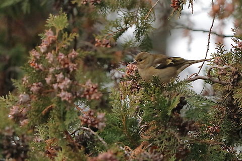Common Chaffinch  Common chaffinch,Fall,Fringilla coelebs,Geotagged,Romania