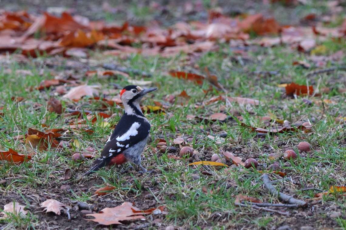 Syrian Woodpecker  Dendrocopos syriacus,Fall,Geotagged,Romania,Syrian Woodpecker