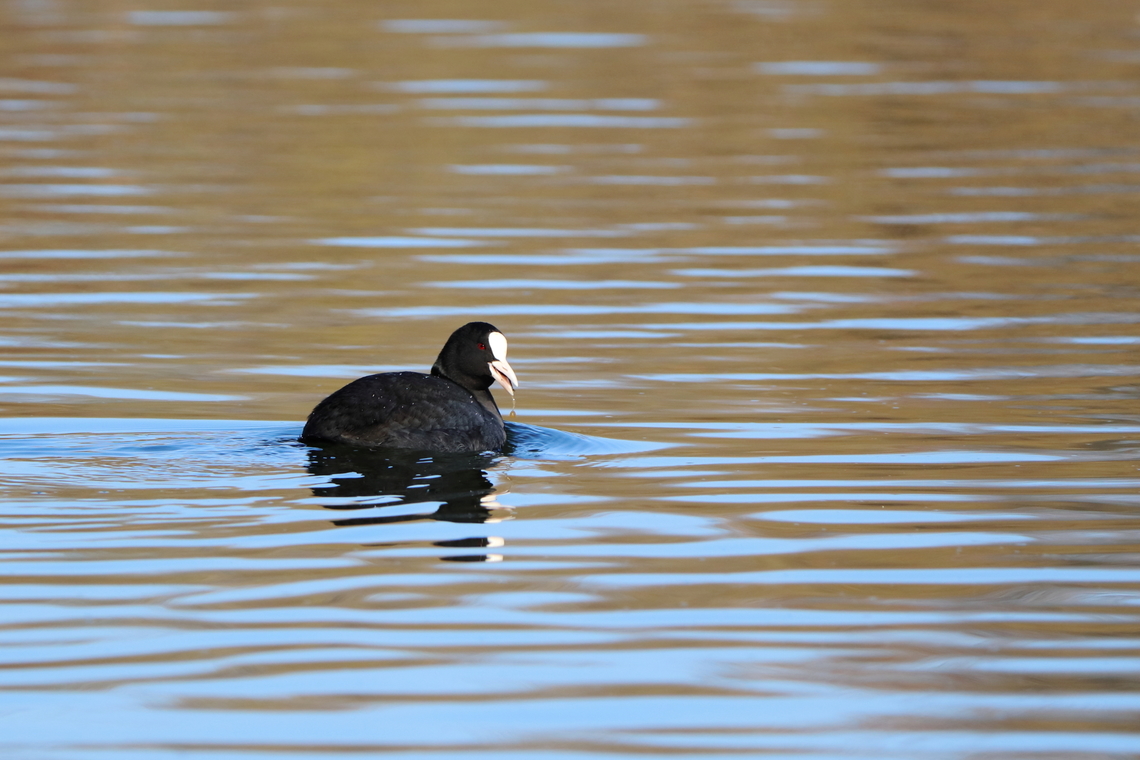 Eurasian Coot  Eurasian coot,Fulica atra,Geotagged,Romania,Winter