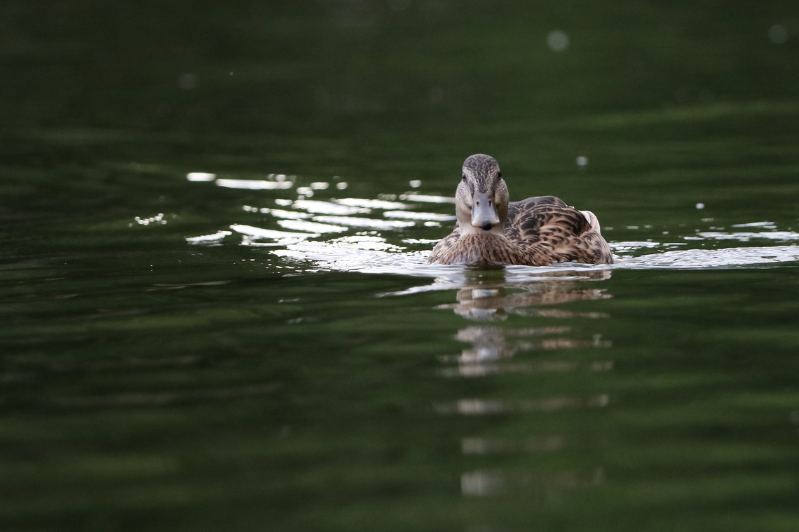 Mallard  Anas platyrhynchos,Geotagged,Mallard,Romania,Summer