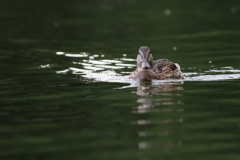 Mallard  Anas platyrhynchos,Geotagged,Mallard,Romania,Summer