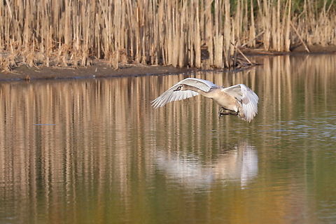 Juvenile Mute Swan  Cygnus olor,Fall,Geotagged,Mute swan,Romania