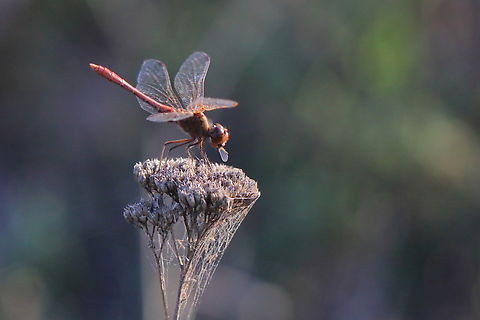 Ruddy Darter  Fall,Geotagged,Romania,Ruddy Darter,Sympetrum sanguineum