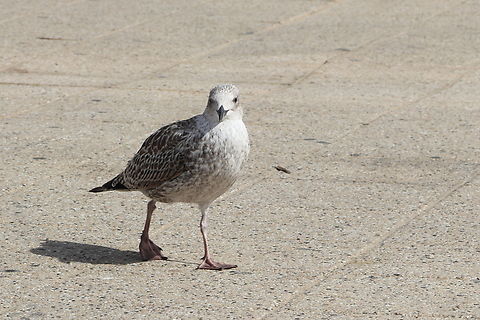 Juvenile Yellow-legged Gull  Geotagged,Larus michahellis,Netherlands,Summer,Yellow-legged gull
