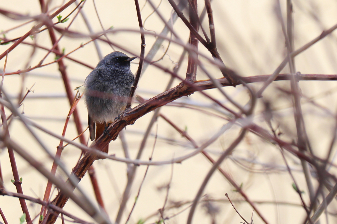 Black Redstart  Black Redstart,Geotagged,Phoenicurus ochruros,Romania,Winter