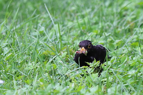 Blackbird Male blackbird with a mouthful of worms. Common Blackbird,Geotagged,Romania,Spring,Turdus merula