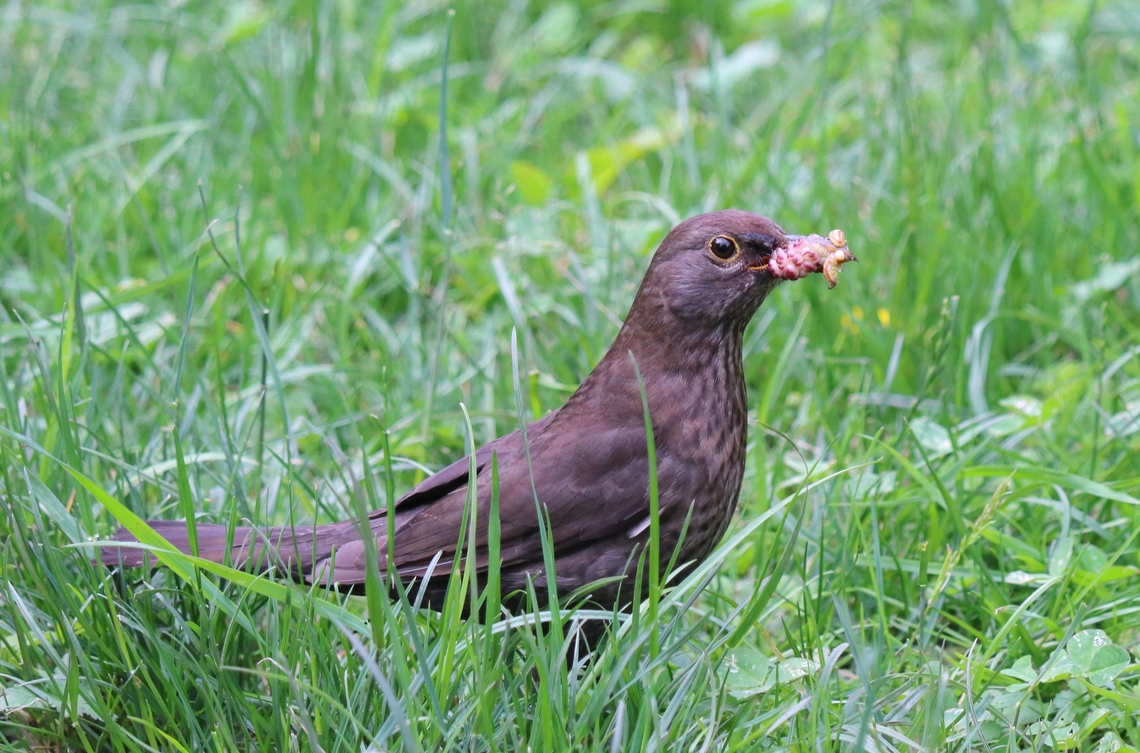 Blackbird Female blackbird with a mouthful of worms. Common Blackbird,Geotagged,Romania,Spring,Turdus merula
