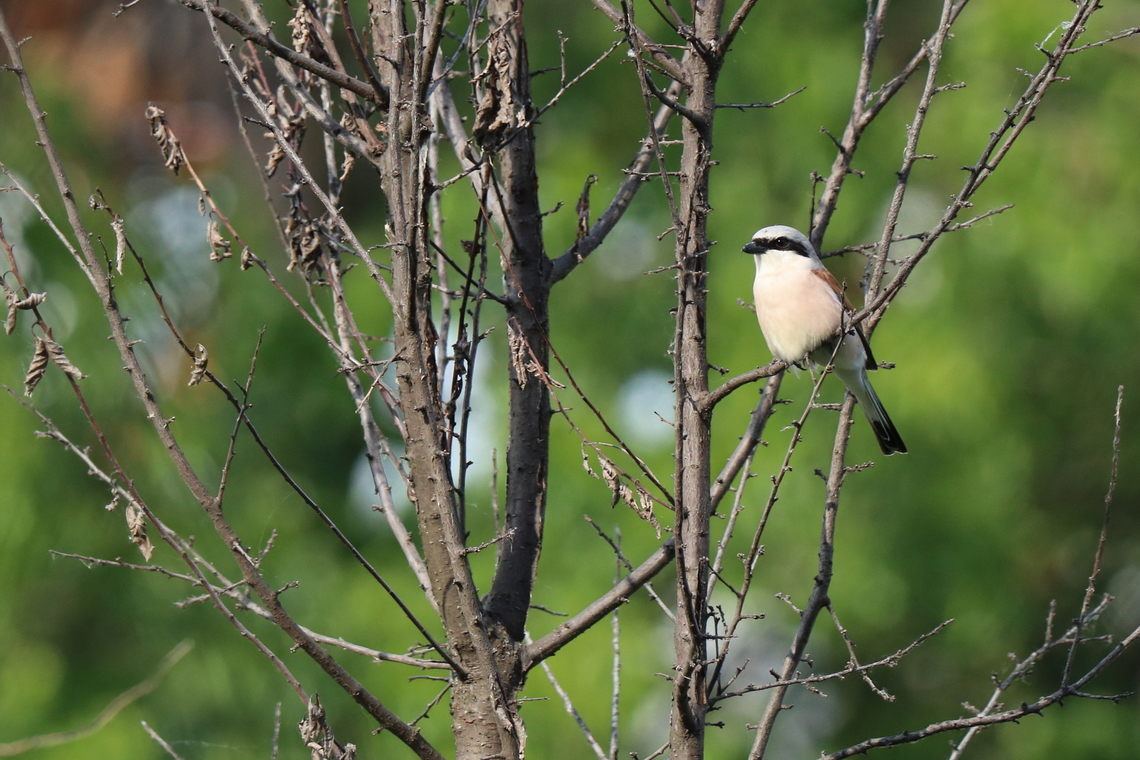 Red-backed Shrike  Geotagged,Lanius collurio,Red-backed Shrike,Romania,Spring