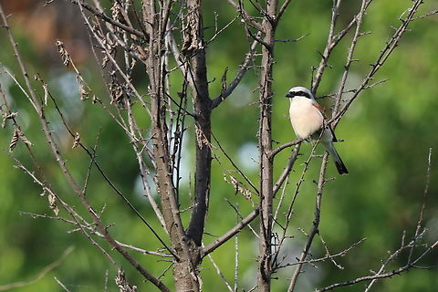 Red-backed Shrike  Geotagged,Lanius collurio,Red-backed Shrike,Romania,Spring