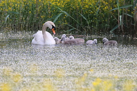 Swan with Cygnets  Cygnus olor,Geotagged,Mute swan,Romania,Spring