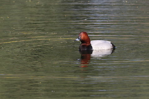 Common Pochard  Aythya ferina,Common Pochard,Geotagged,Romania,Spring